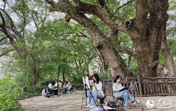 亿配资 江西乐安：秋日水南古樟林 千年绿韵绘就生态画卷